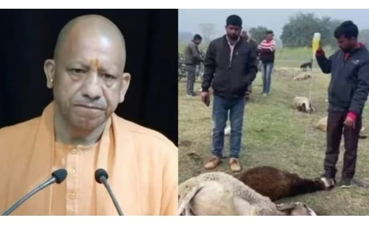 लखनऊ में भेड़ों की मौत का सीएम योगी ने लिया संज्ञान, आर्थिक