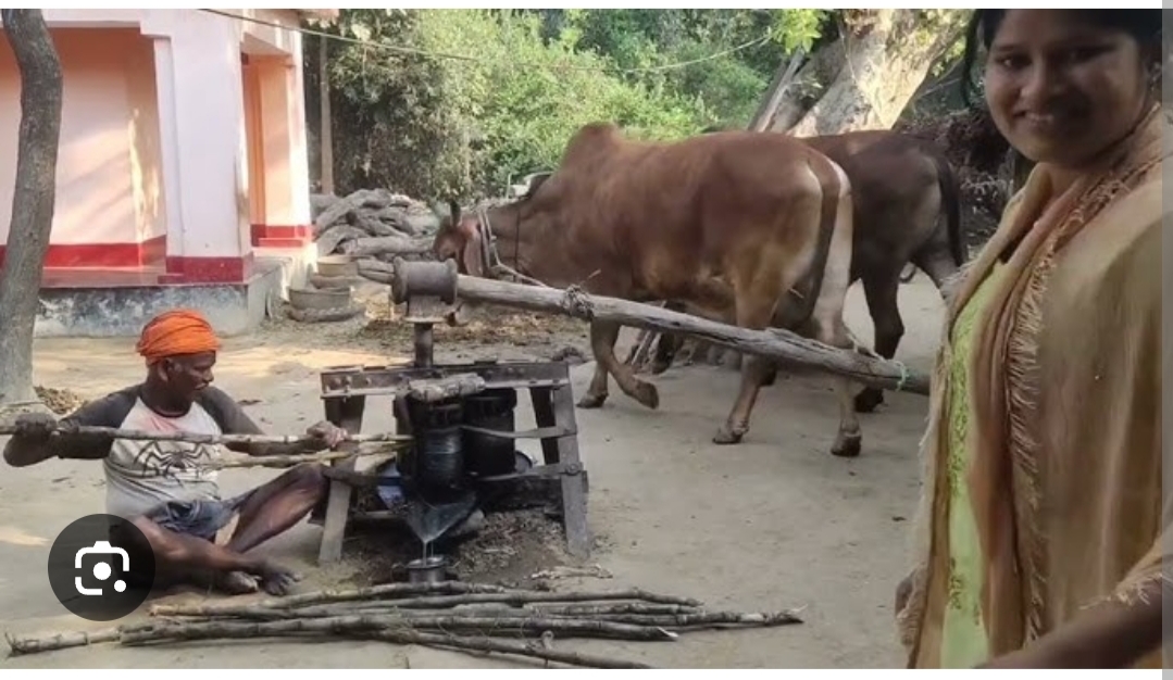 गन्ने की विलुप्तता ने खत्म कर दी गांव की मिठास। मदरिया ।