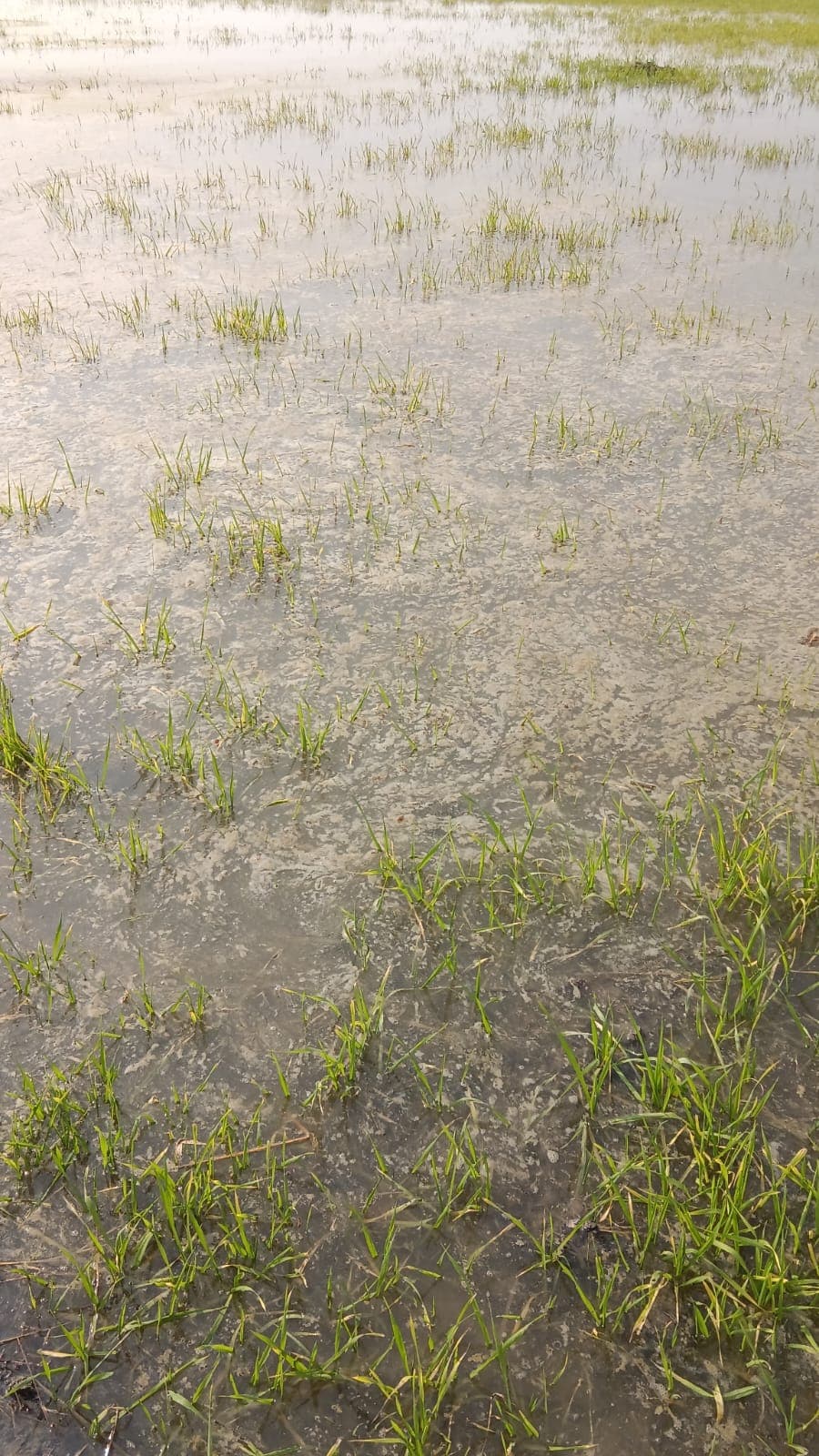 कटसहरा - सिसवा सोनबरसा माइनर मझौआ फाटक खुला, भेलाभार - कटया नाला ओवरफ्लो चालीस बीघा फसल डूबी