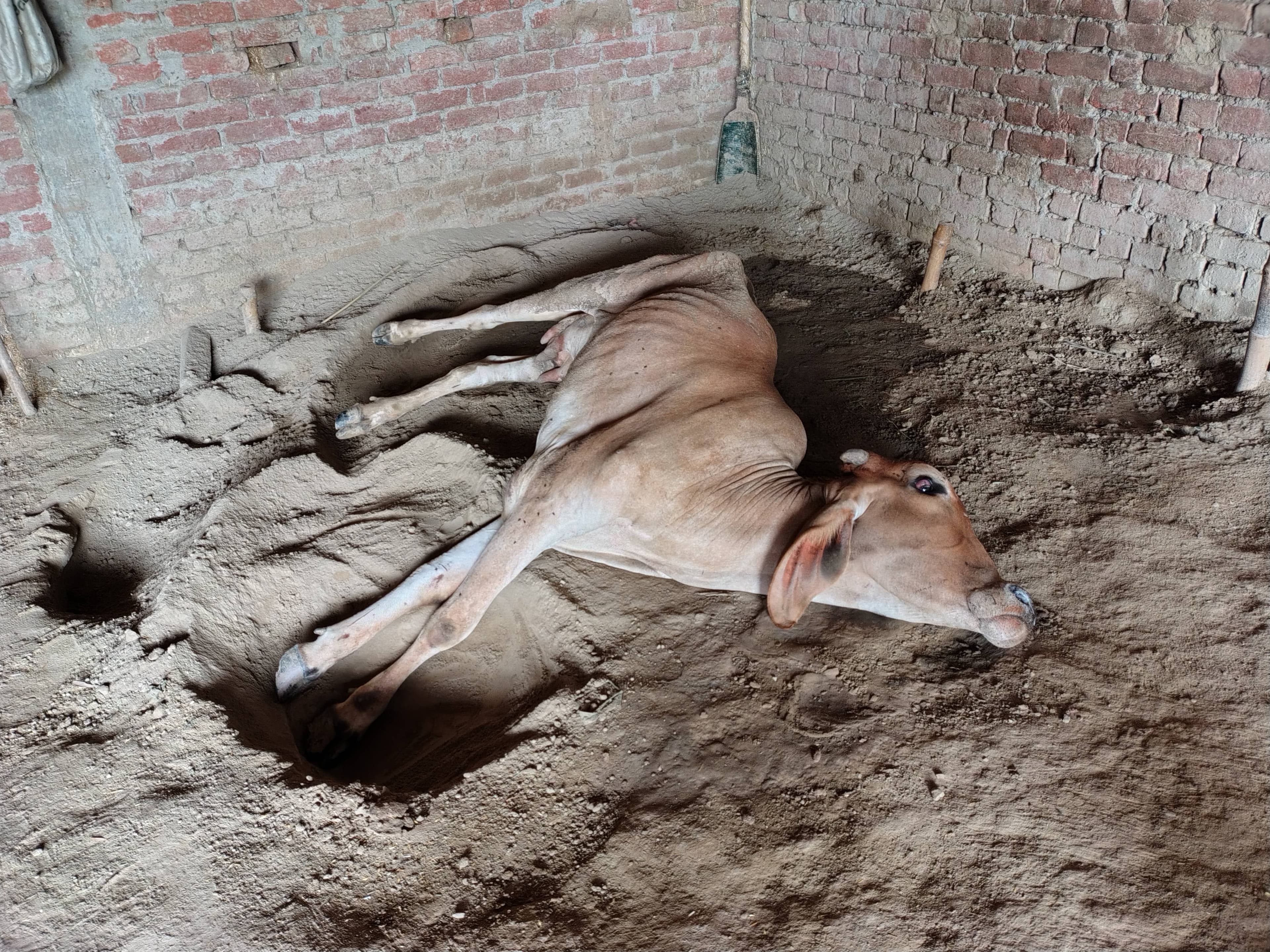 *बेलघाट में इलाज पर उठे गंभीर आरोप: 3600 रुपये लेने के बाद
