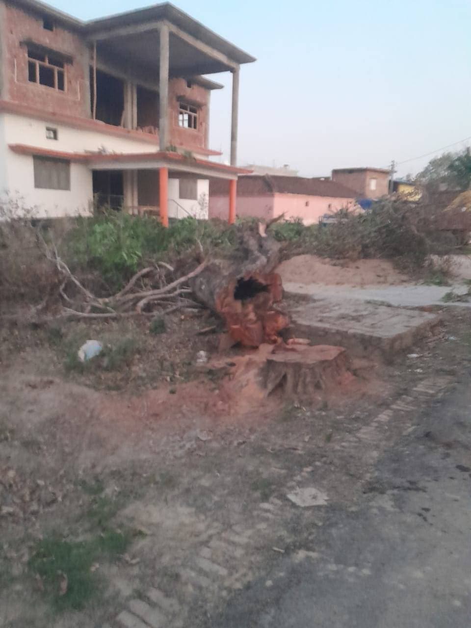 वन विभाग से फलदार वृक्ष काटने शिकायत दर्ज कराई गगहा गोरखपुर बांसगांव