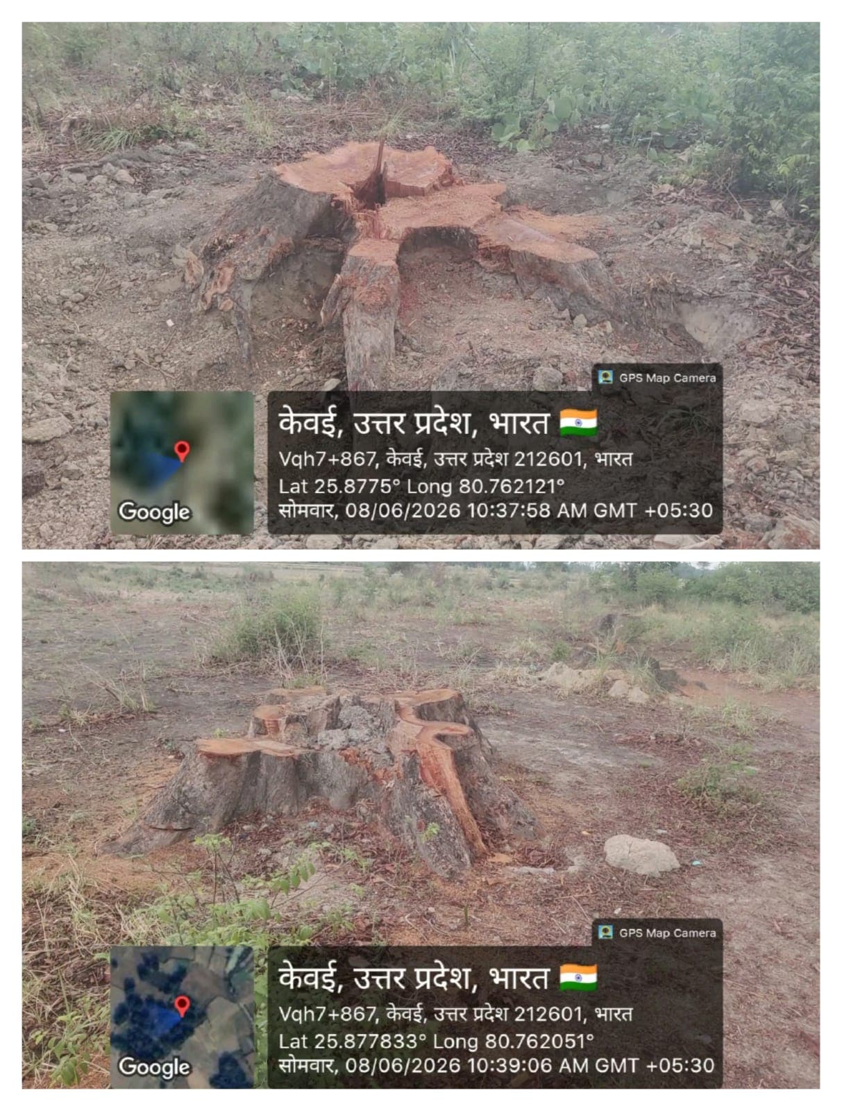 केवई में हरियाली पर आरी का वार! 10 दिनों में आधा सैकड़ा से ज्यादा  पेड़ों की कटान, जिम्मेदार विभागों की भूमिका पर उठे सवाल