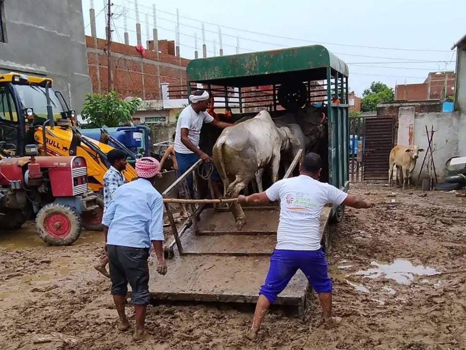 किसान की मौत के बाद प्रशासन सक्रिय, 35 आवारा पशु पकड़कर गौशाला भेजा