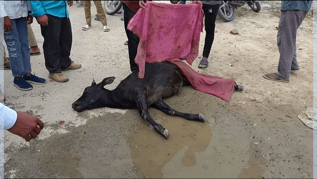*घायल बछड़े की मौत पर फूटा ग्रामीणों का गुस्सा, पशु विभाग की