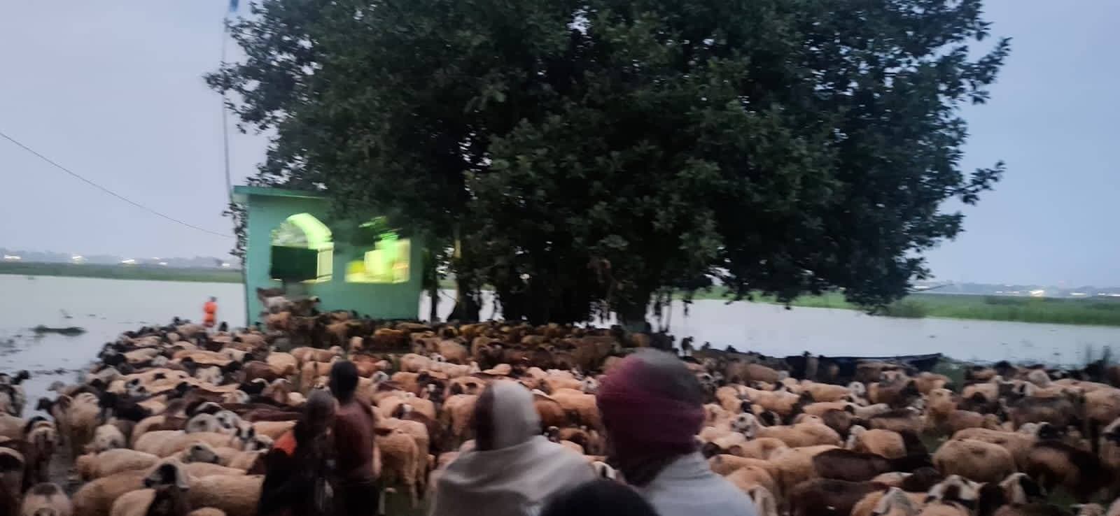 गंगा के टापू पर फंसे 12 चरवाहे और 2000 से अधिक भेड़ें,